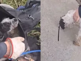 Perrito rescatado de un bolso en Renca: un caso de maltrato animal viralizado.