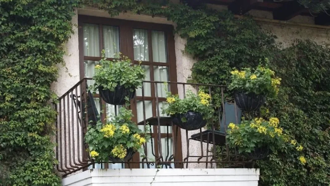 Descubre por qué las plantas colgantes pueden afectar la energía de tu hogar.