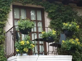 Descubre por qué las plantas colgantes pueden afectar la energía de tu hogar.