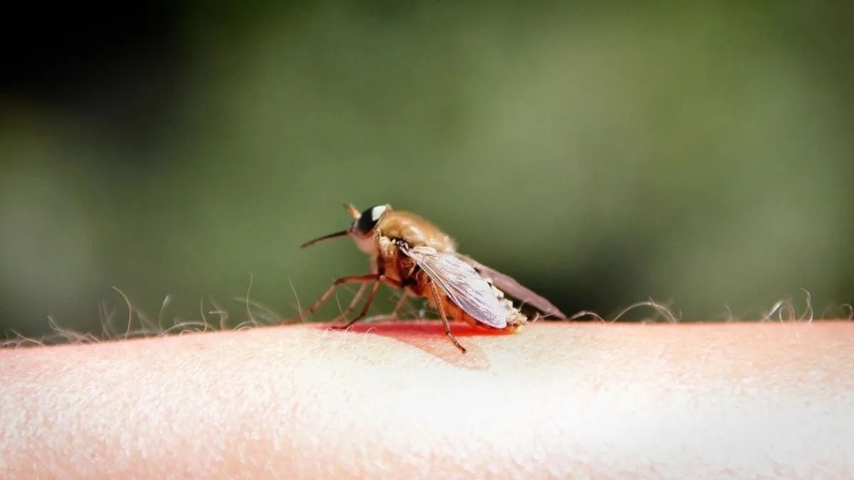 Aprende a hacer un repelente casero para moscas y mosquitos en solo segundos.