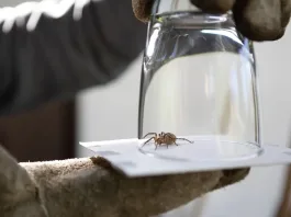 Descubre las arañas inofensivas que habitan en nuestros hogares.