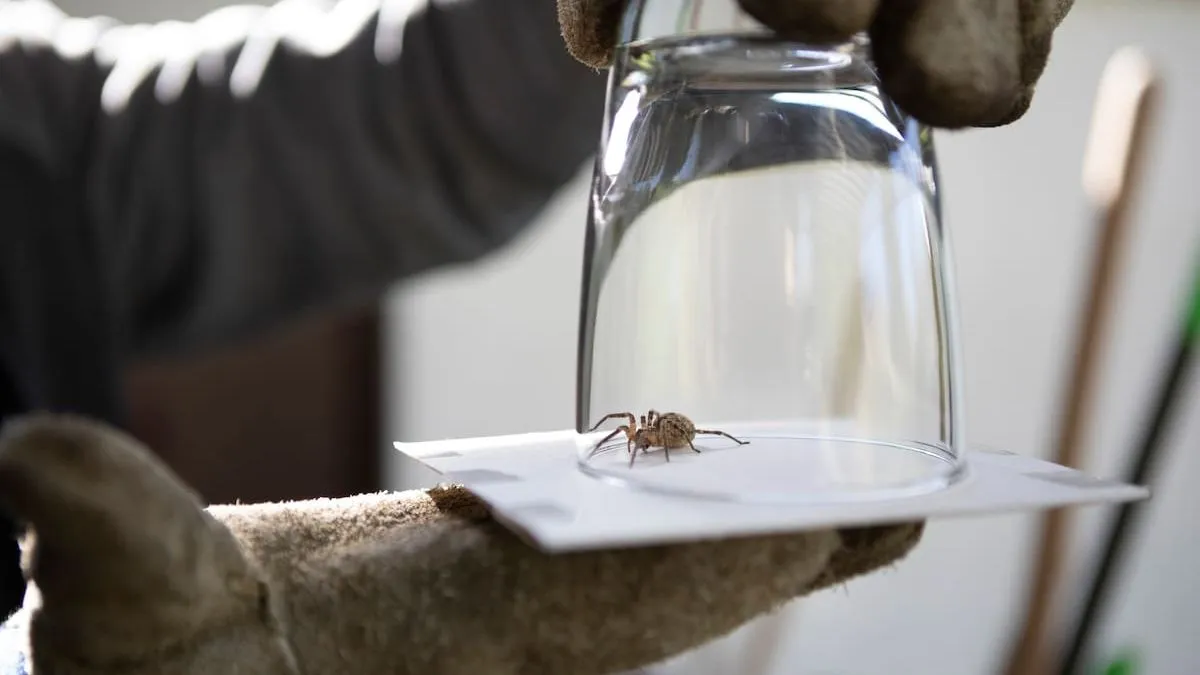 Descubre las arañas inofensivas que habitan en nuestros hogares.