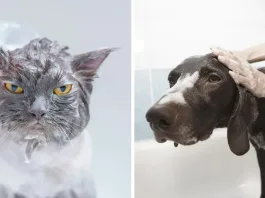 Consejos de expertos para bañar a tu mascota de forma segura y efectiva en casa.