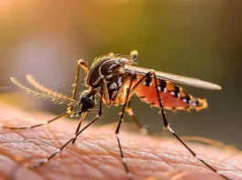 Cambio climático: nuevos patrones en mosquitos del dengue en Argentina.