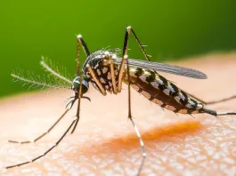 Primer caso autóctono de dengue en la Ciudad de Buenos Aires