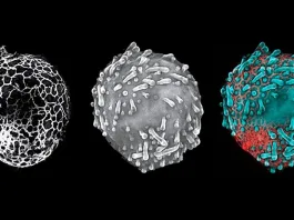 Descubre el atlas celular más detallado del cuerpo humano jamás creado.