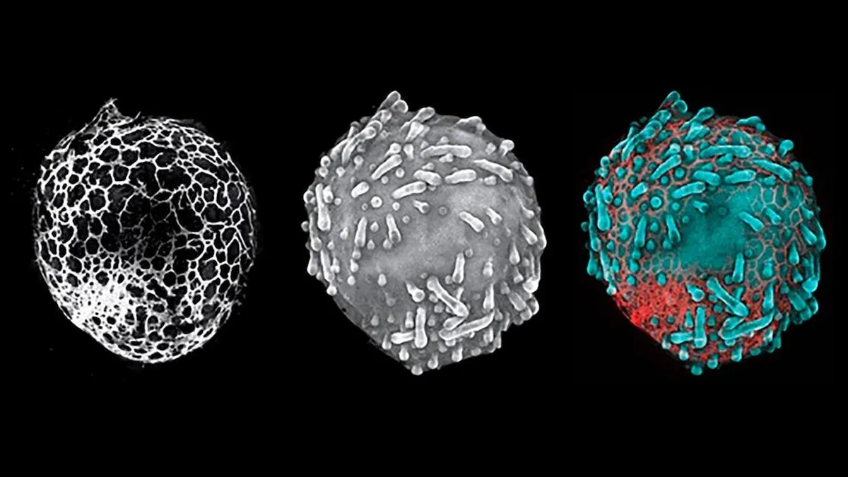 Descubre el atlas celular más detallado del cuerpo humano jamás creado.