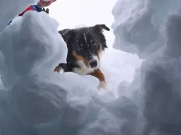 Entrenamiento de perros de avalancha: héroes que salvan vidas en invierno.