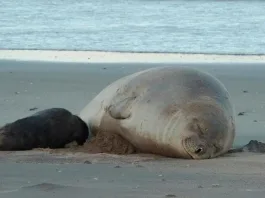 El virus de la gripe aviar se propaga entre elefantes marinos en la Patagonia.