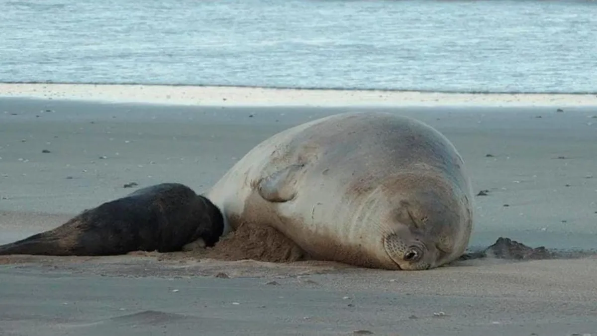 El virus de la gripe aviar se propaga entre elefantes marinos en la Patagonia.