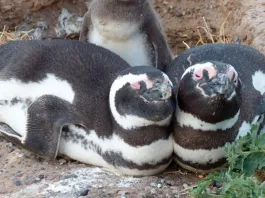 Los pingüinos de Magallanes: guardianes de la biodiversidad marina en su hábitat.