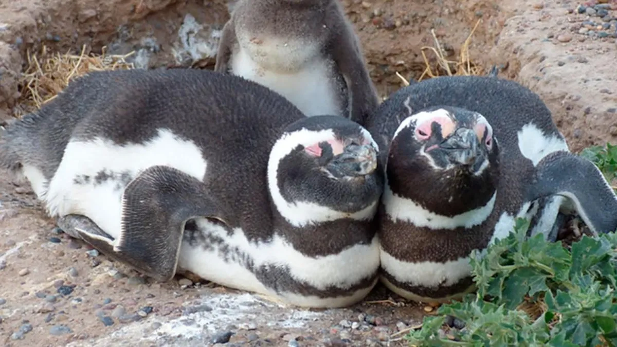 Los pingüinos de Magallanes: guardianes de la biodiversidad marina en su hábitat.