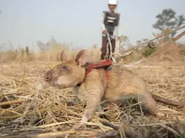 Ratas entrenadas: héroes en la detección de minas y enfermedades.