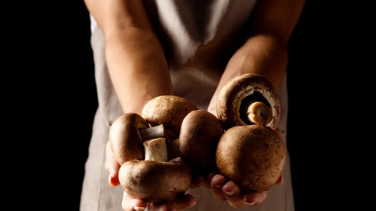 Ventas caen $11M en 3 meses: causas de la quiebra de la empresa de hongos comestibles.