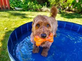 Consejos esenciales para proteger a tus mascotas del calor del verano.