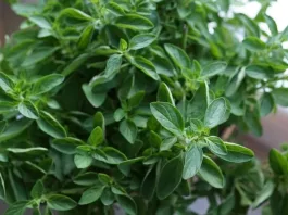 Descubre la especia que alivia el dolor de rodilla y fortalece tus articulaciones.