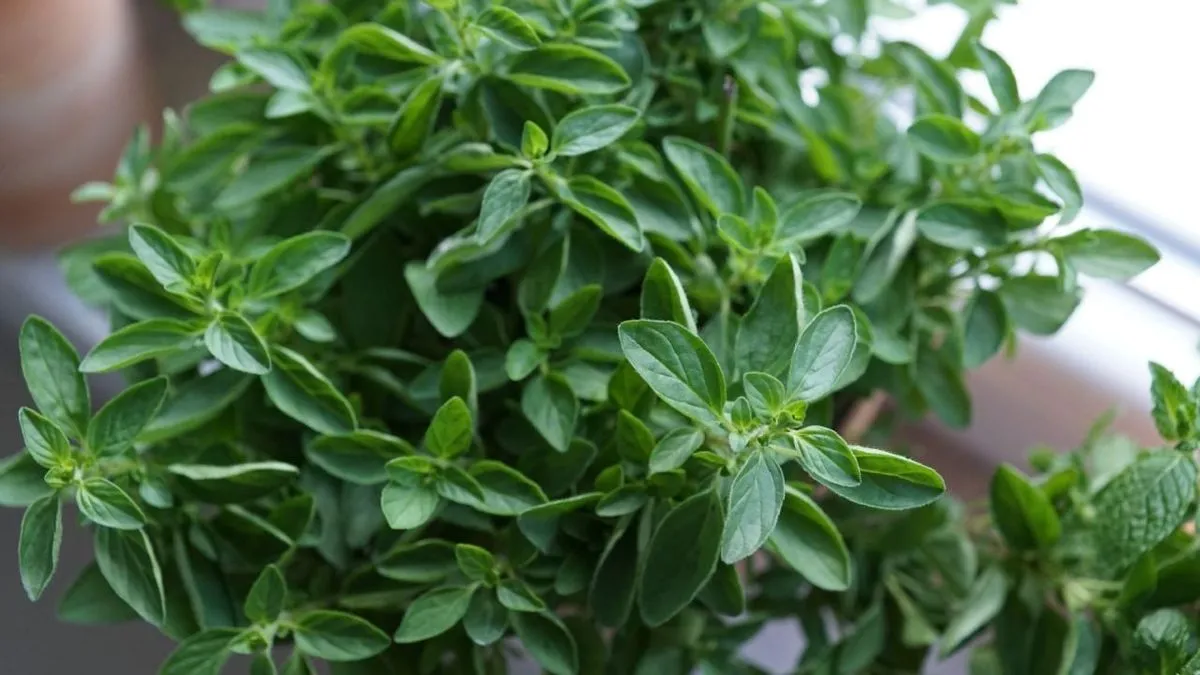 Descubre la especia que alivia el dolor de rodilla y fortalece tus articulaciones.