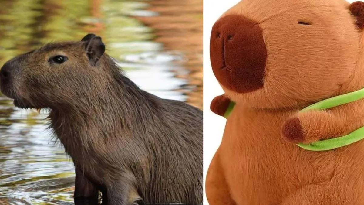 Los capibaras Los capibaras