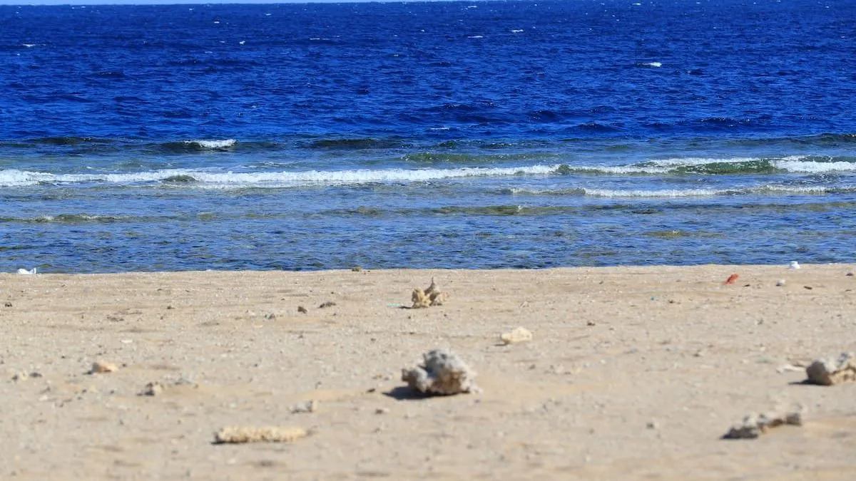 Tragedia en el Mar Rojo: turista fallece tras ataque de tiburón en Egipto.
