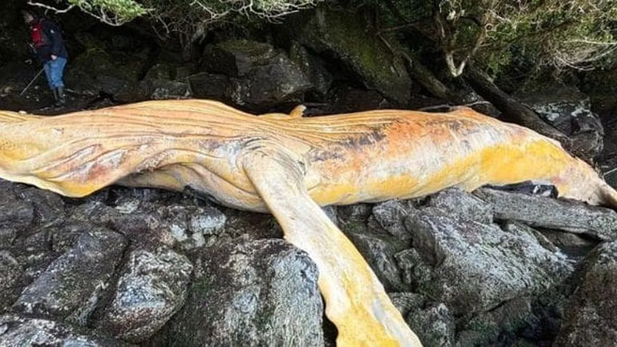 Sernapesca denuncia la muerte de una ballena jorobada en Laguna San Rafael.