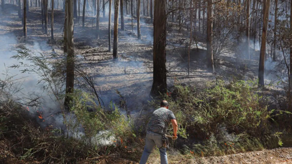PDI investiga posible intencionalidad en incendio que arrasó 80 hectáreas en Hualqui.