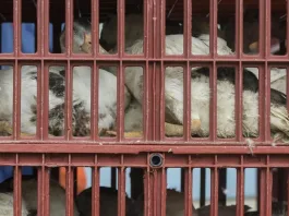 Retiran comida para mascotas en EE.UU. tras detectar gripe aviar en productos.