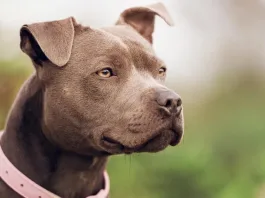 Tragedia en Talca: bebé de un año muere tras ataque de un perro pitbull.