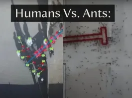 Explorando la colaboración en equipo: humanos y hormigas en un duelo de ingenio.