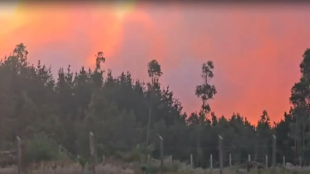 Alerta Amarilla en Los Álamos por incendio forestal que pone en riesgo viviendas.