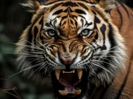 Tigre ataca a su cuidador en zoológico rumano: un trágico incidente impactante.