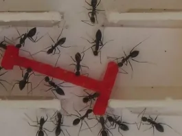 Científicos revelan sorprendentes hallazgos sobre la inteligencia de humanos y hormigas.