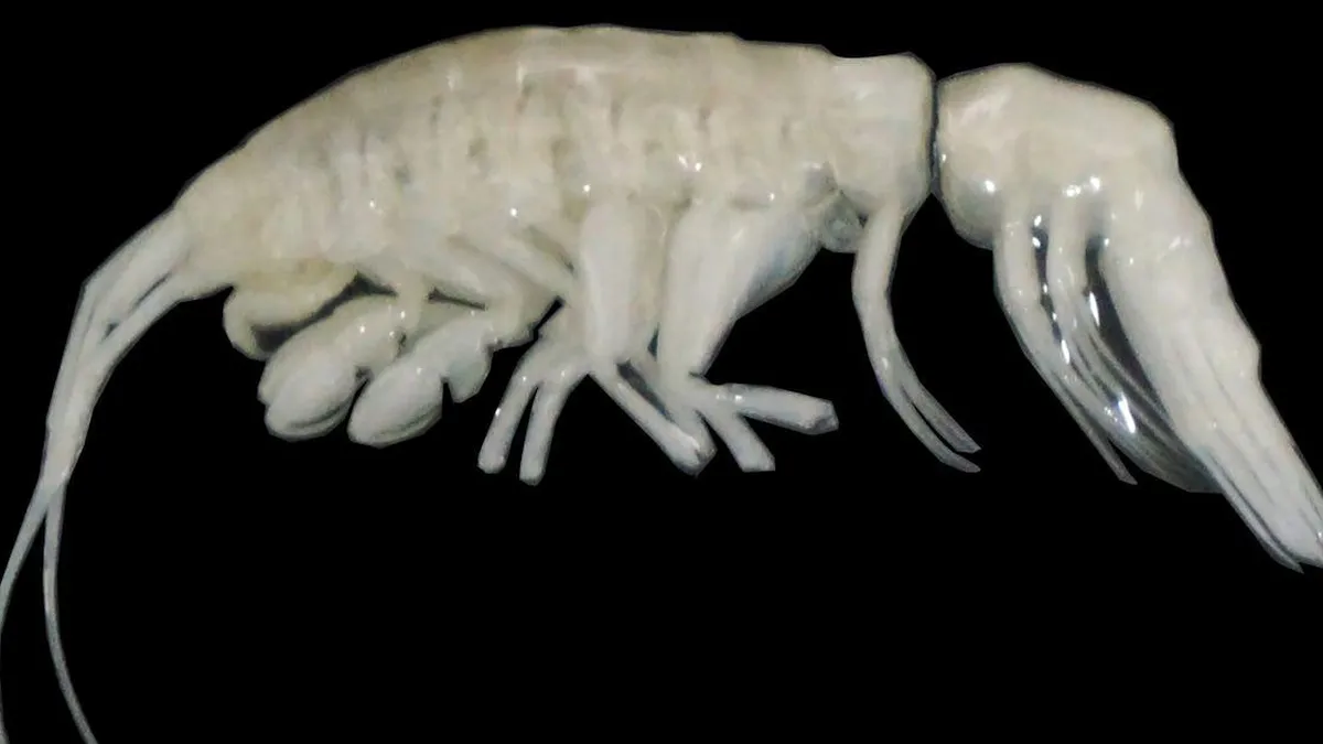 Nueva especie depredadora hallada en la fosa de Atacama