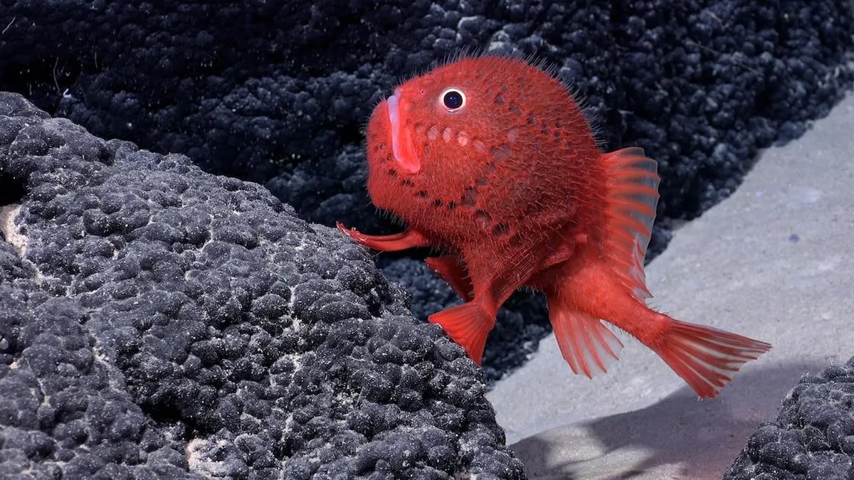 Explora los 11 descubrimientos submarinos más impresionantes de 2024.