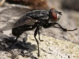 Descubre 7 consejos prácticos para mantener las moscas fuera de tu hogar.