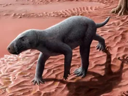 Hallazgo en Mallorca revela el ancestro más antiguo de los mamíferos del mundo.