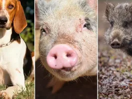 La enfermedad de Aujeszky resurge en Francia