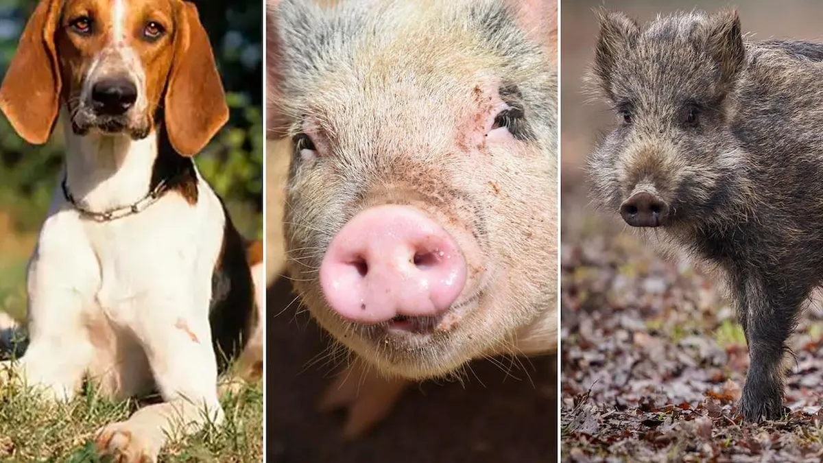 La enfermedad de Aujeszky resurge en Francia La enfermedad de Aujeszky resurge en Francia