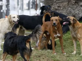 Hombre agredido por cinco perros en Ovalle; dueña de los animales arrestada.