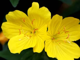 Aceite Flor de Onagra