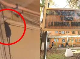 Ratones Servicio de Salud O’Higgins