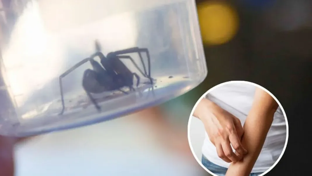 Diferencia entre mordeduras: arañas de rincón y otros insectos en Chile.