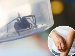 Diferencia entre mordeduras: arañas de rincón y otros insectos en Chile.