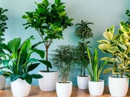 Descubre cómo secar el sustrato de tus plantas con estos consejos de viveristas.