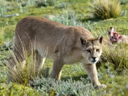 Puma avistado en Lo Barnechea: alerta por ataques a mascotas en la zona.