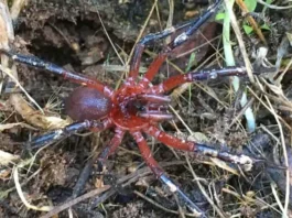 Nueva especie de araña hallada en Talca