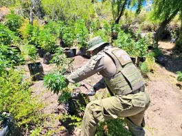 Carabineros realizan histórico decomiso de más de 10 mil plantas de marihuana.