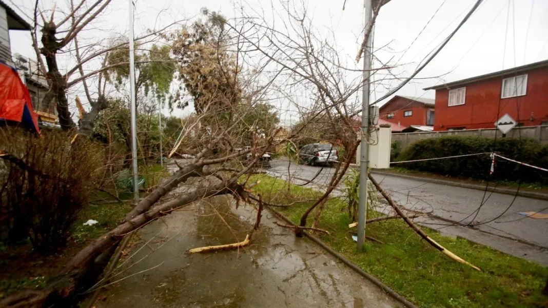 Indemnización millonaria tras caída de rama en Estación Central.