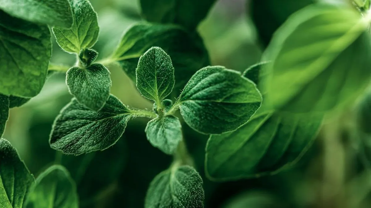 Descubre cómo espantar cucarachas con un solo condimento de tu cocina.