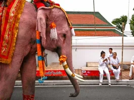 Tragedia en Tailandia: elefante ataca y mata a turista española en un santuario.