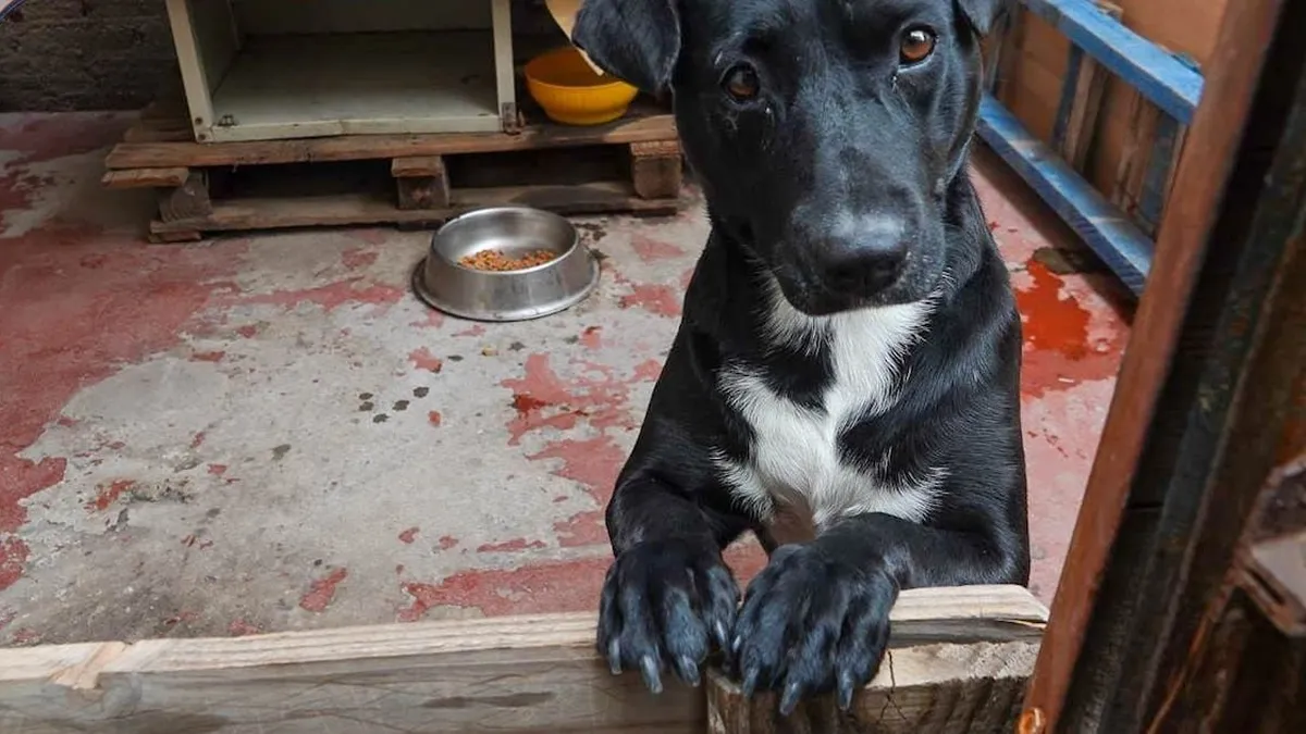 Proponen cárcel efectiva para maltrato animal tras muerte en caso Cholito.